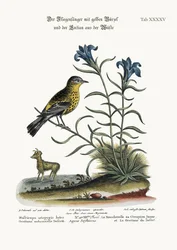 The Yellow-rumped Flycatcher, and the Gentian of the Desert, 1749-73